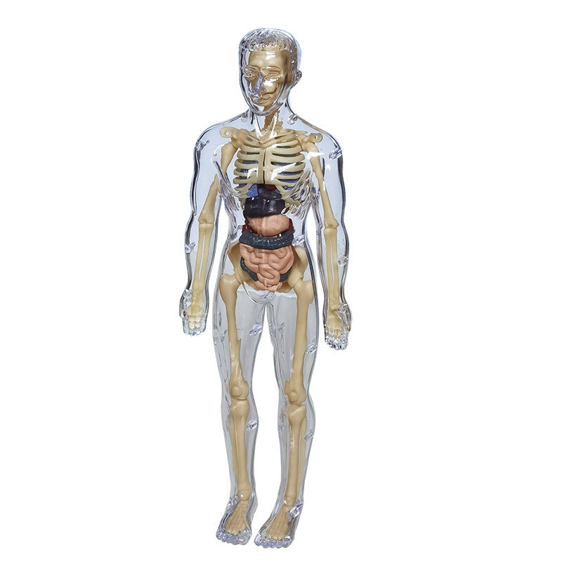 Educational Skeleton Model for Science Learning