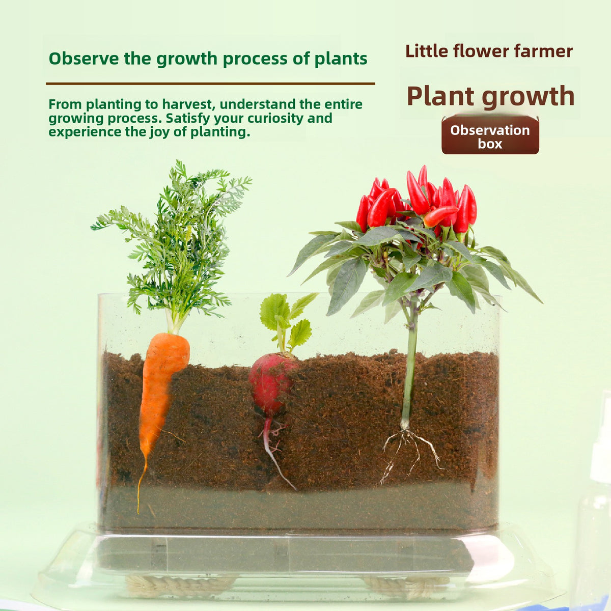 Plant Root Growth Observation Kit for Kids – Clear Planter