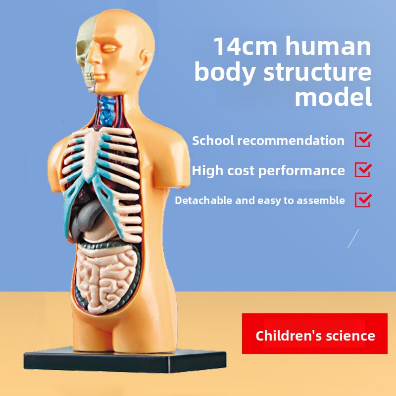 Educational Skeleton Model for Kids