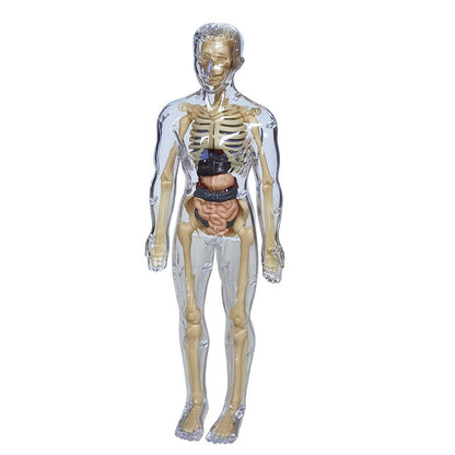 Educational Skeleton Model for Science Learning