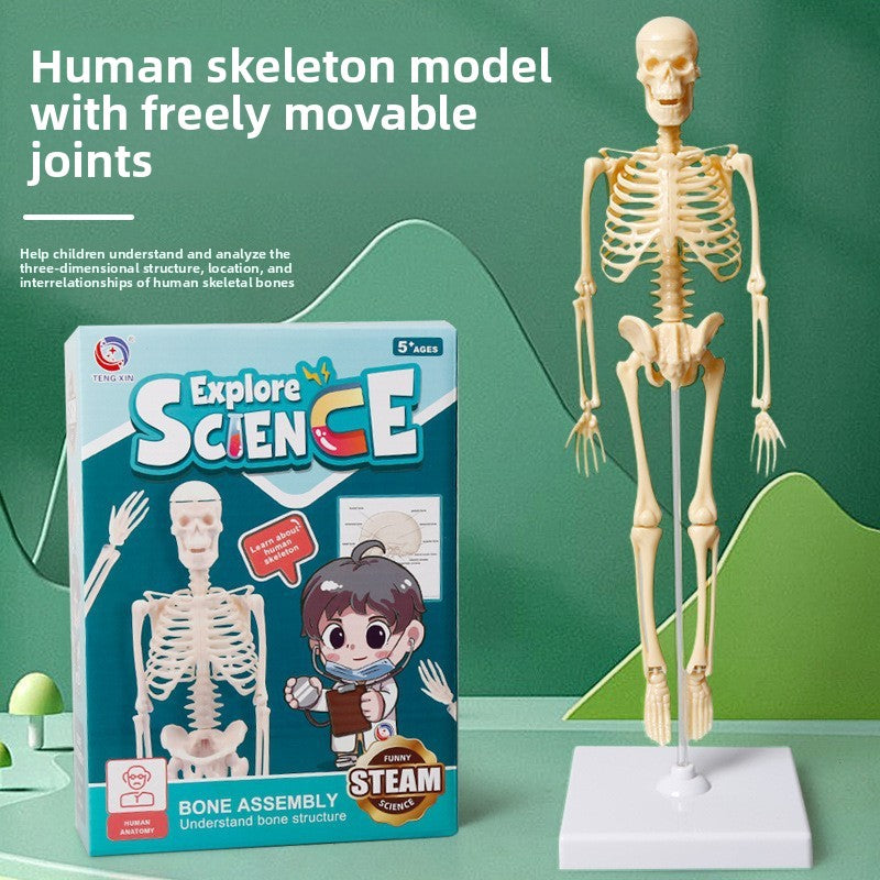 Educational Skeleton Model for Kids