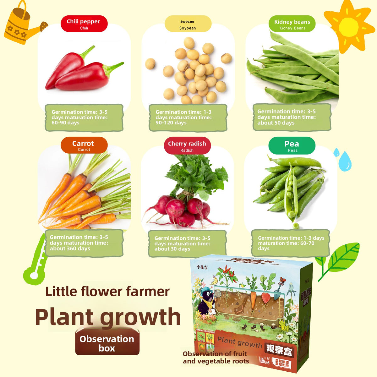 Plant Root Growth Observation Kit for Kids – Clear Planter