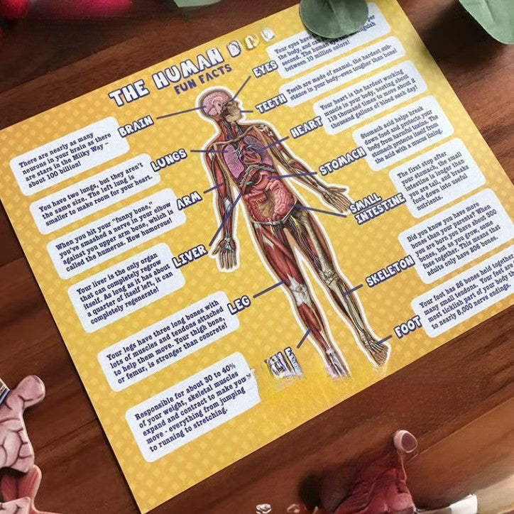 Human Anatomy Floor Puzzle for Kids – 100 Pieces