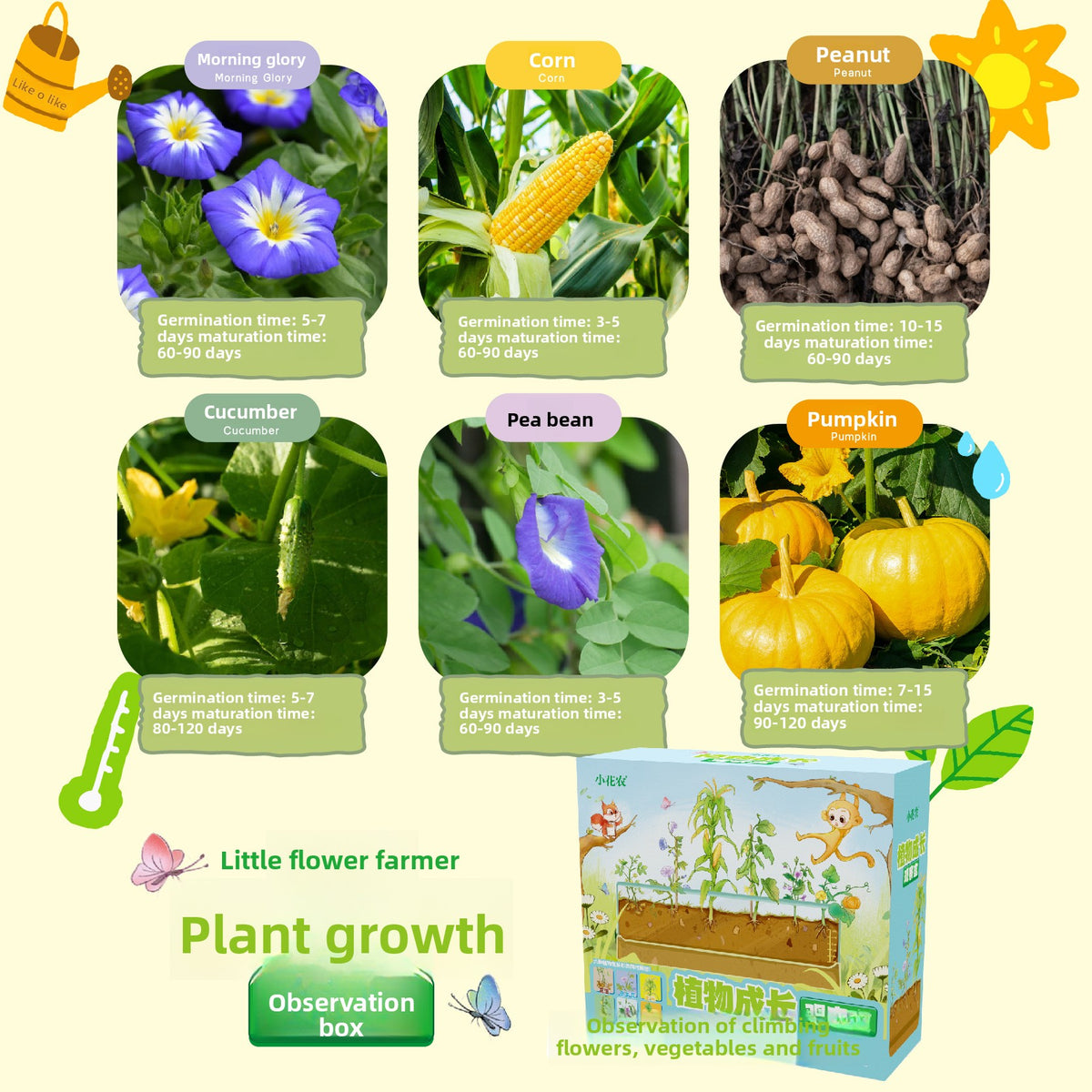 Plant Root Growth Observation Kit for Kids – Clear Planter