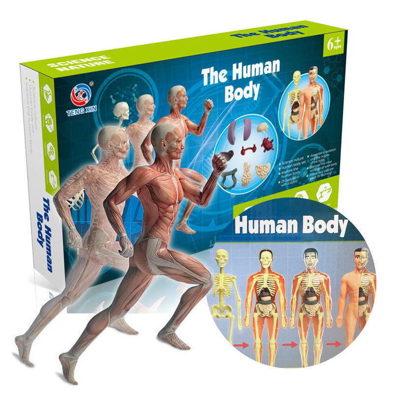 Educational Skeleton Model for Kids