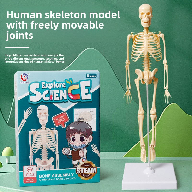 Educational Skeleton Model for Science Learning