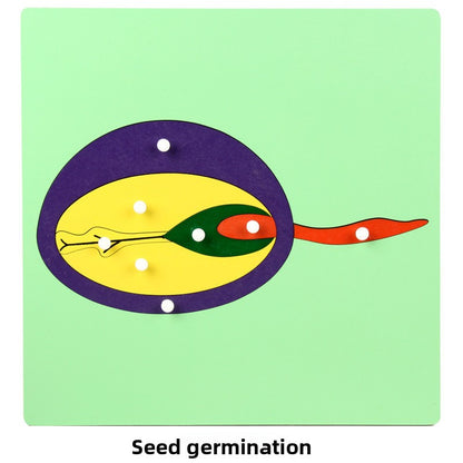 Montessori Biology Puzzle Boards for Curious Kids