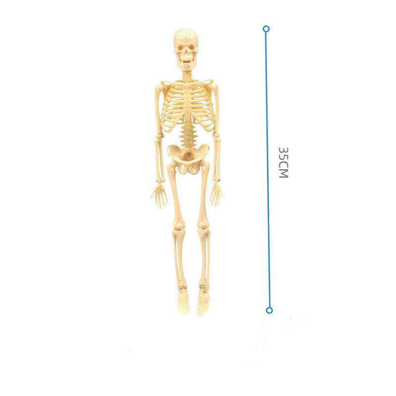 Educational Skeleton Model for Kids Skeletal Model Bagged Non-articulated