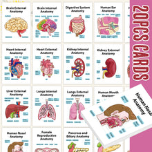 Human Organ Anatomy Flashcards – 20-Card Set