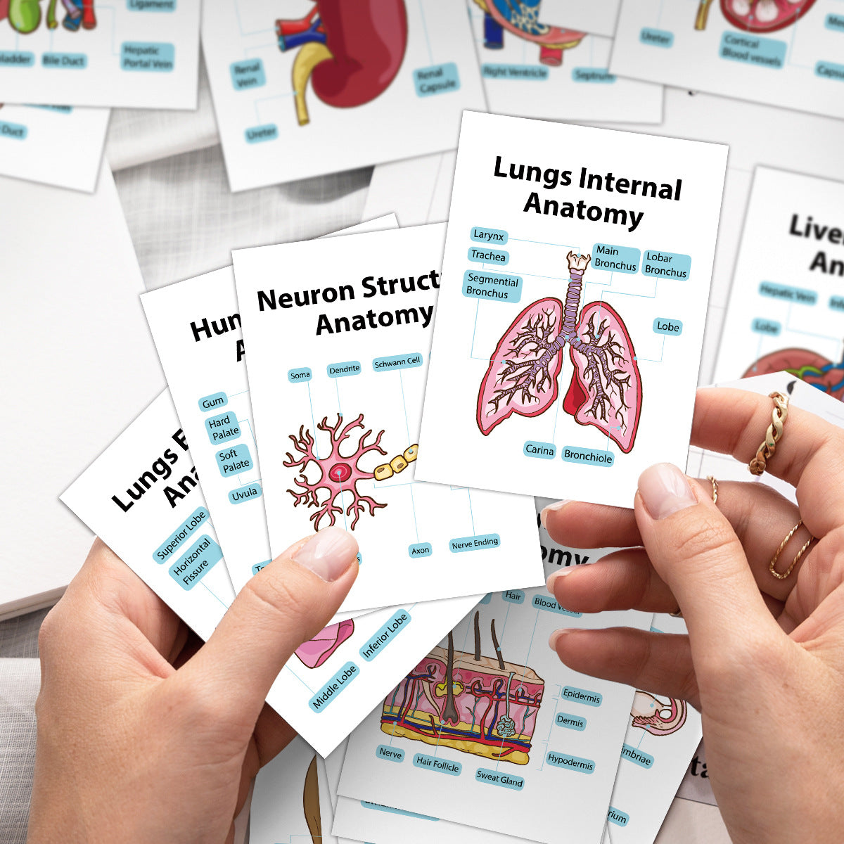 Human Organ Anatomy Flashcards – 20-Card Set