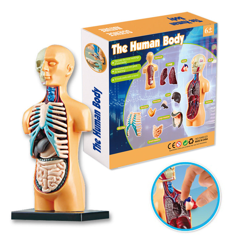 Educational Skeleton Model for Kids