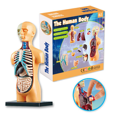 Educational Skeleton Model for Science Learning