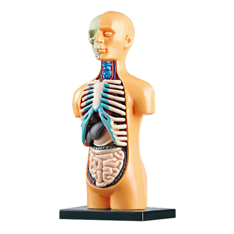 Educational Skeleton Model for Kids