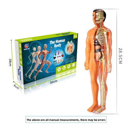 Educational Skeleton Model for Science Learning