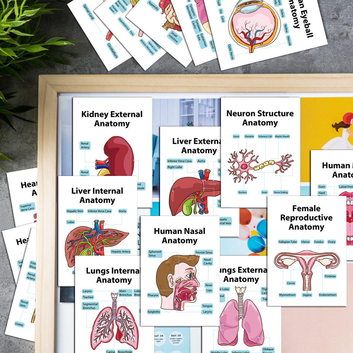 Human Organ Anatomy Flashcards – 20-Card Set