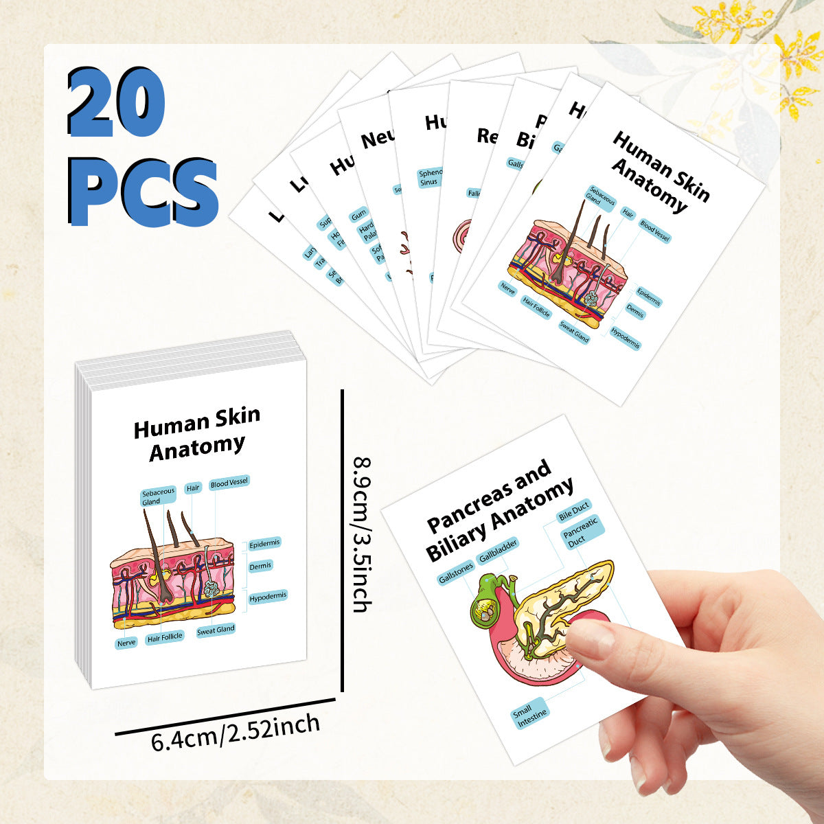 Human Organ Anatomy Flashcards – 20-Card Set