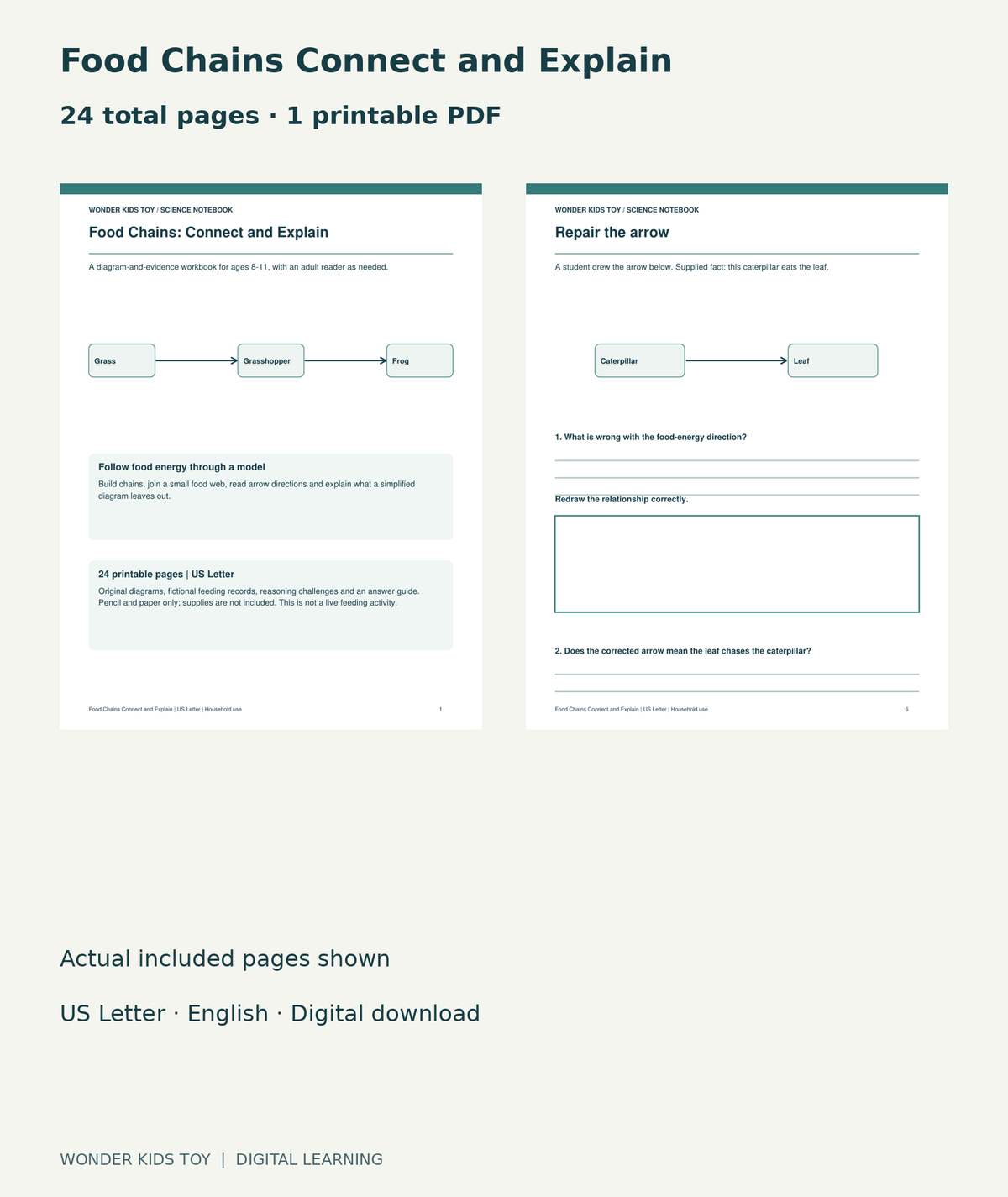 Food Chains Connect and Explain: actual included PDF cover and page 6, 24 total pages